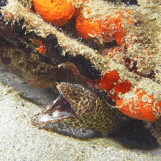 A spotted moray eel looking out from under a ledge