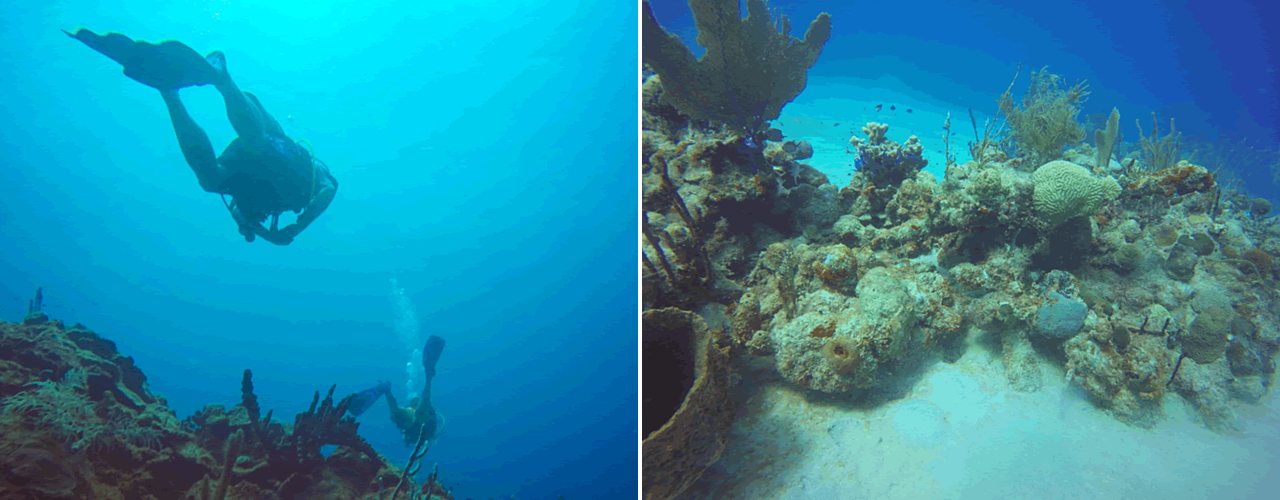 A diver swimming down through blue water, and coral heads on the sand off St. Croix