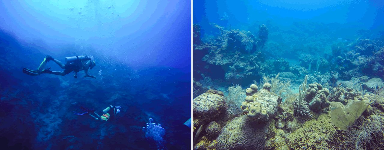 Divers in deep blue water, and a coral garden on a St. Croix reef
