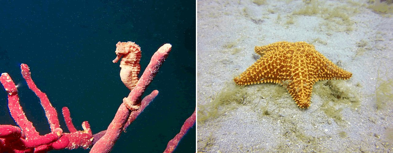 A seahorse on a pink sponge, and an orange cushion sea star on the sand, St. Croix