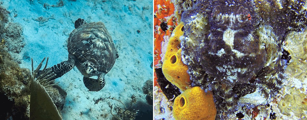A green turtle resting on the reef, and yellow tube sponges, St. Croix