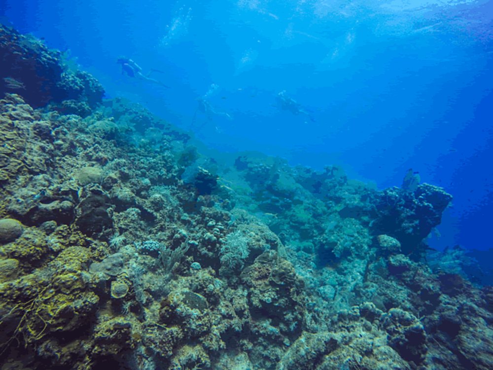 Divers far off along a coral-covered slope in deep blue water off St. Croix